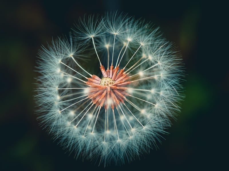 Magical botanicals