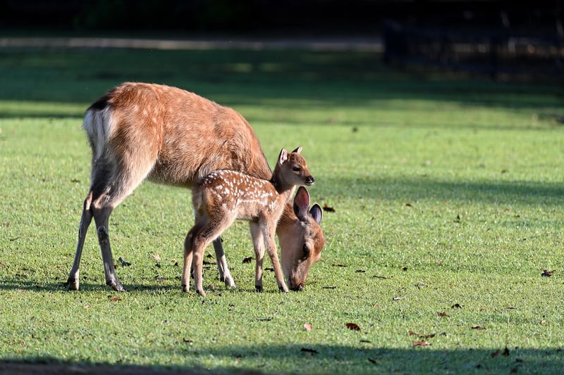 Whimsical Woodland Creatures